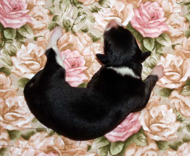 Puppy 3 - Girl Turning